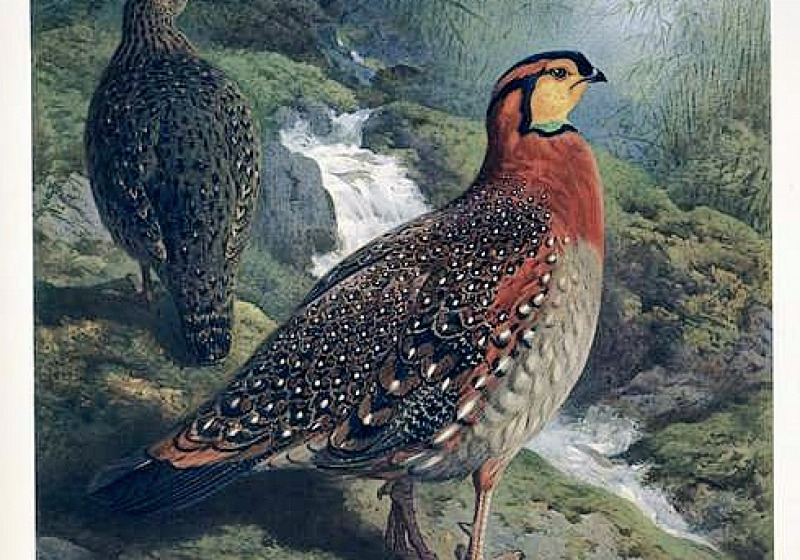 Private Nagaland Birding with Firoz Hussain
