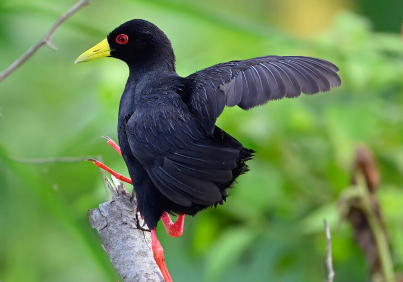 14 Days Uganda Birding and Wildlife Photography Safari