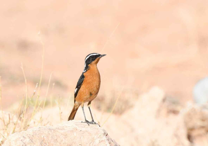 12 Days Birding MOROCCO - The endemics of the Maghreb from the Atlas Mountains to the Sahara and the Atlantic Coast