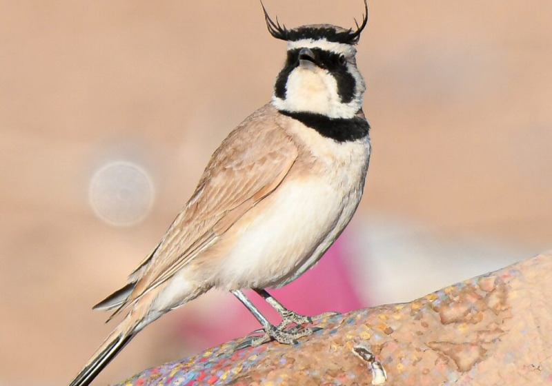3 days birding tour from Marrakech To Boumalne Dades