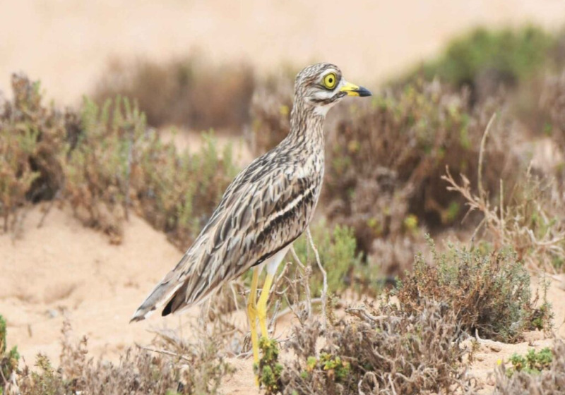 5 Days Birding Tour Atlas Mountains & Atlantic Coasts