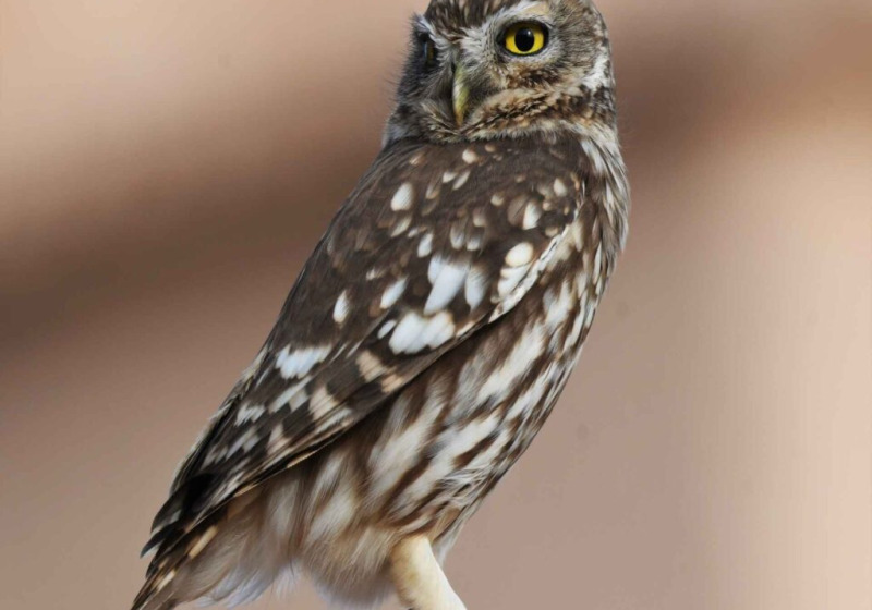 8 days Birdwatching tour to Atlas Mountains & Atlantic & Guelmim desert