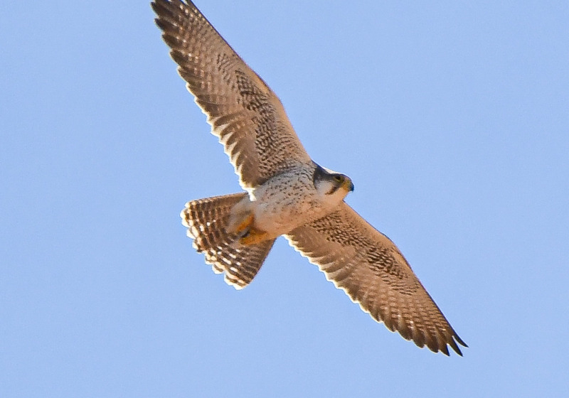 Birding Tours in Morooco Atlas And Sahara