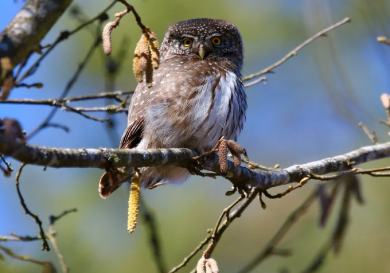 Poland Birding Festival