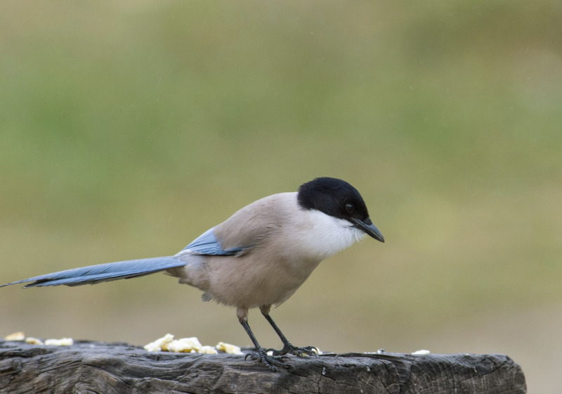 International Douro Birdwatching Day Tour from Porto