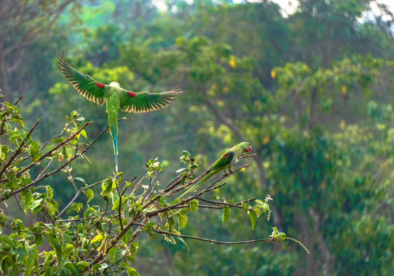 Goa Gilap Private Birdwatching with Harits Surakhman