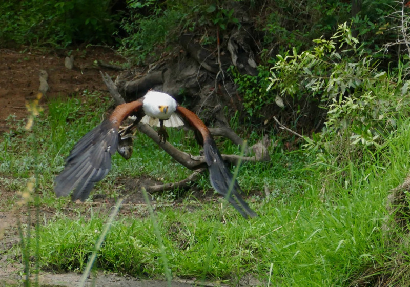 Bengawan Solo Purba Private Birdwatching with Harits Surakhman
