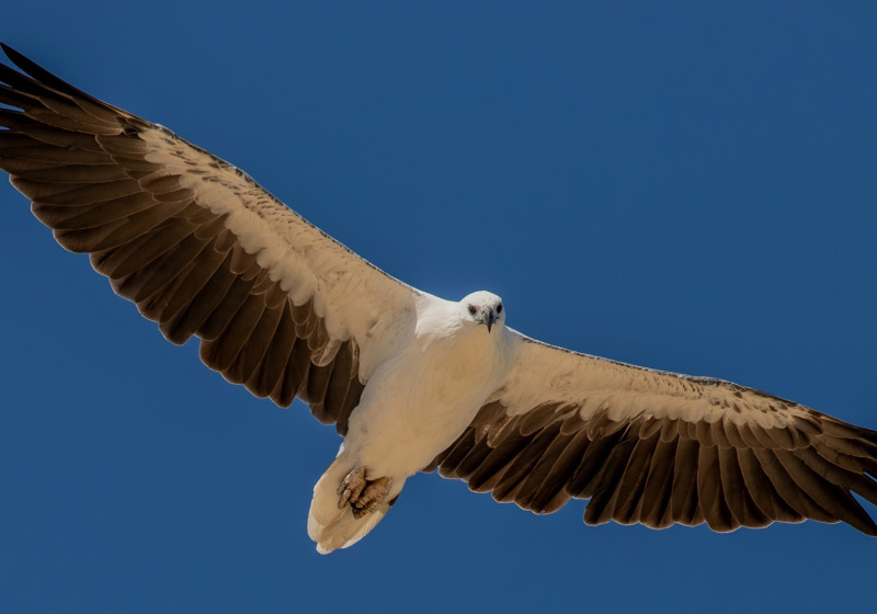 Baronan Beach Private Birdwatching with Harits Surakhman