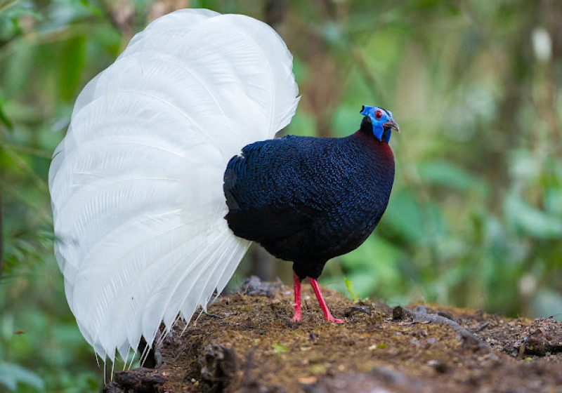 14 Days Sabah Borneo Birding and Bird Photography Tour with Jason Bugay Reyes