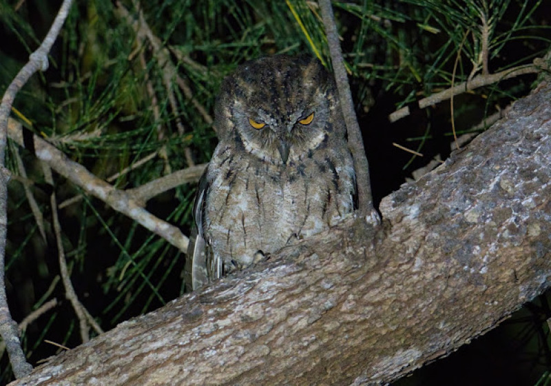 3 Days Mantanani Island Birding Extension with Jason Bugay Reyes