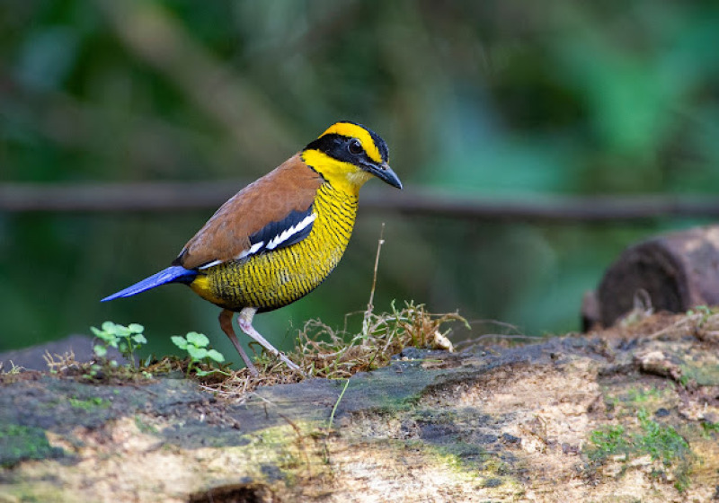 Private Custom Sabah Birding Itinerary with Jason Bugay Reyes