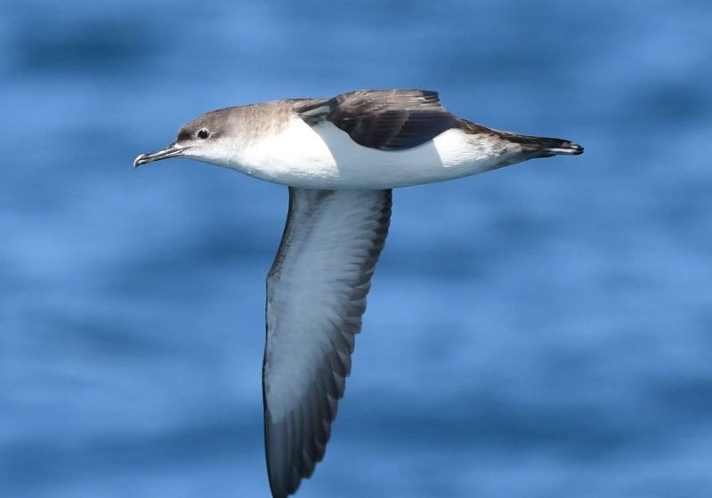 Private Northern Tuscany Coast Birding with Giorgio Paesani