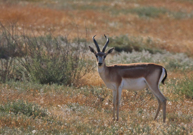 Private Shirvan National Park Birdwatching with Elchin Sultanov
