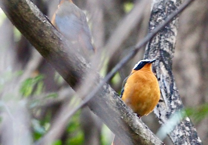 Private Cape Town and Cape Peninsula Birding with Kirsten Keun