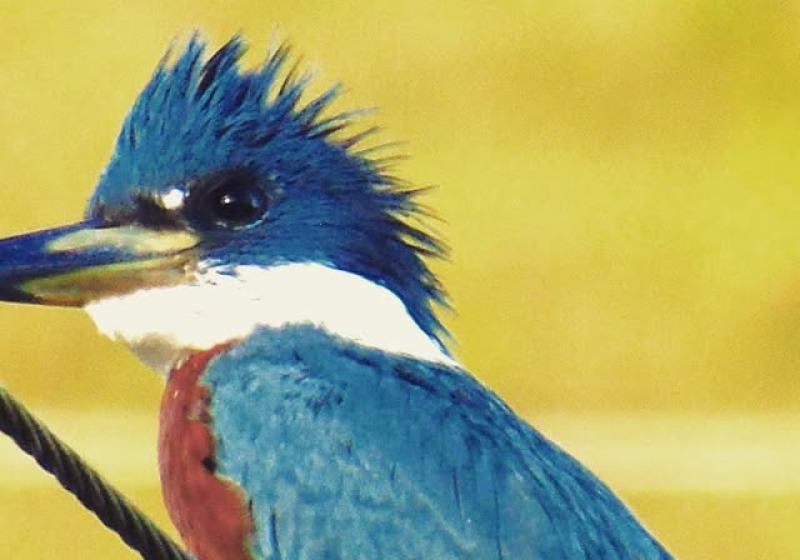 Private Concepcion Antioquia Birding with Luis Ceballos
