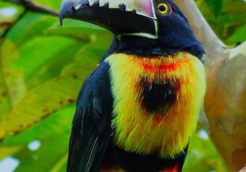 Private San Rafael Antioquia Birding with Luis Ceballos