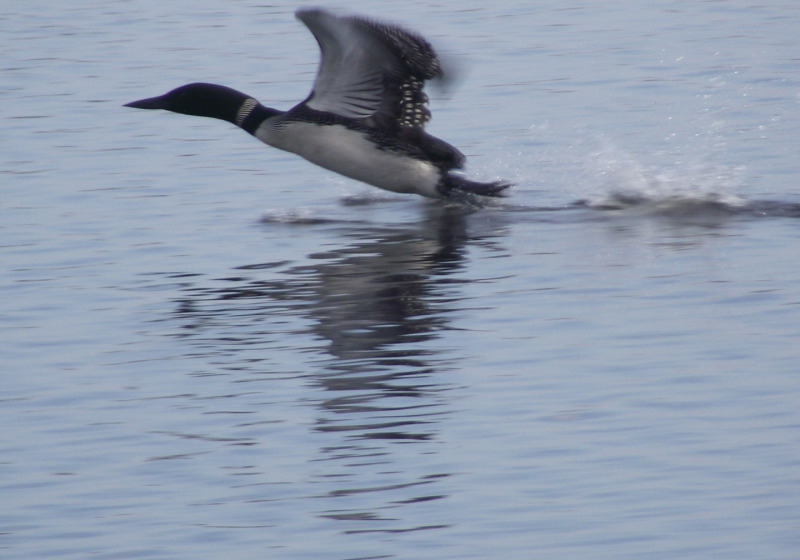 Southern Quebec Woodland and Wetland Birding Day Trip with Sheldon Harvey