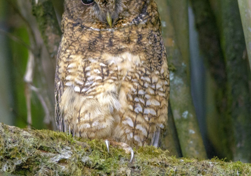Southern Quebec Border Area Seasonal Birding Day Trip with Sheldon Harvey