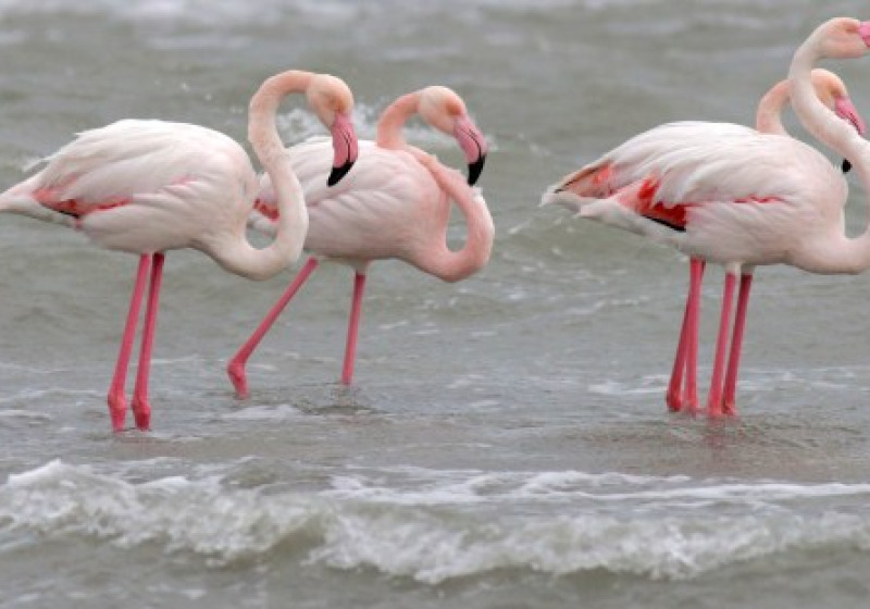 Bird Migration Tour (10 days)