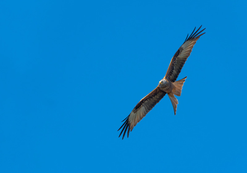 Red Kites and Nutcrackers Eifel Photography Weekend with Leo Boon