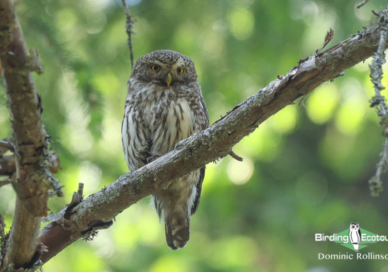 Private Eifel Pygmy Owl and Forest Bird Photography with Leo Boon