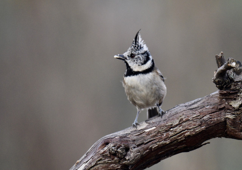 Eifel Forest Bird Photo Hide Experience with Leo Boon
