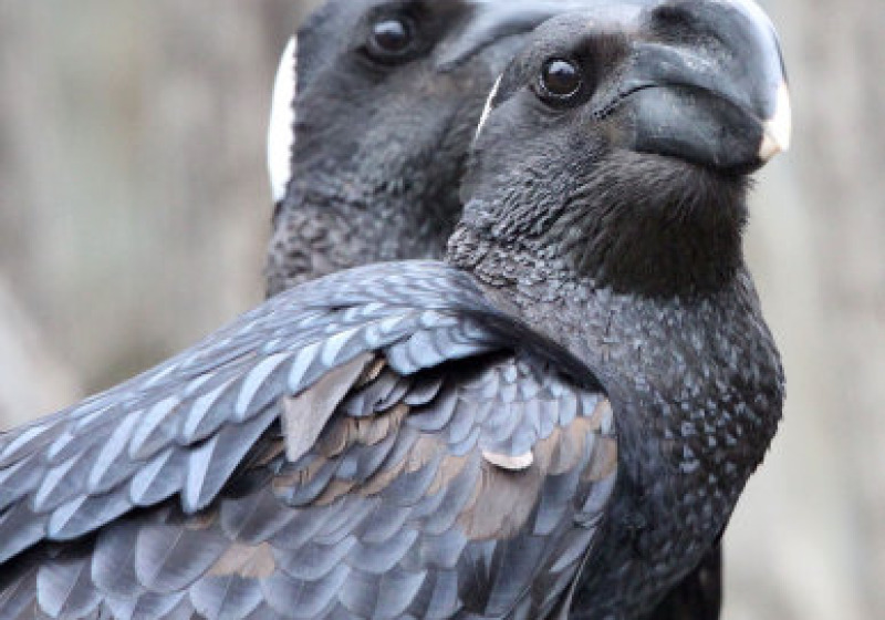 Bale Mountains Birding Tour with Surprise Ethiopia Tours