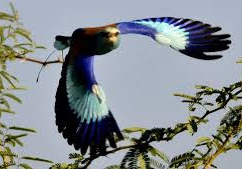 Awash National Park Birding Tour with Surprise Ethiopia Tours