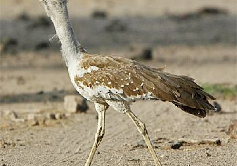 Rare and Endangered Ethiopia Birding Tour with Surprise Ethiopia Tours