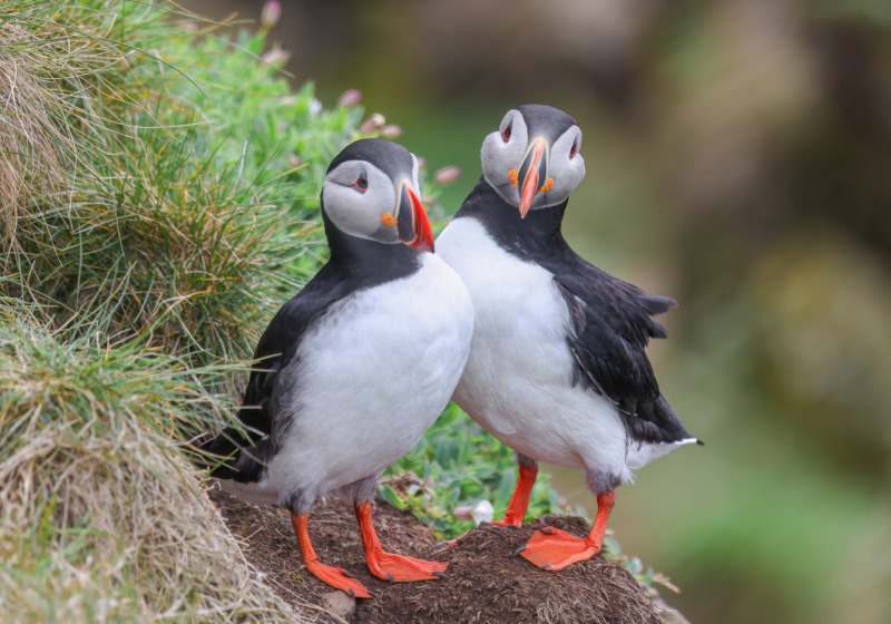 Private Langanes Peninsula Seabird and Bird Photography Tour
