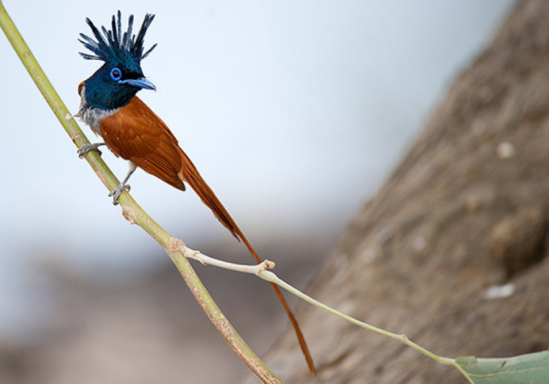 16-Day North India Birds, Tigers & Taj Mahal with Nikhil Devasar