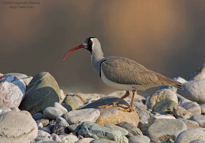 7-Day Corbett National Park Birding with Nikhil Devasar