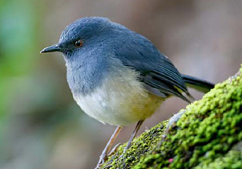 6-Day Kerala Birdwatching Tour with Nikhil Devasar