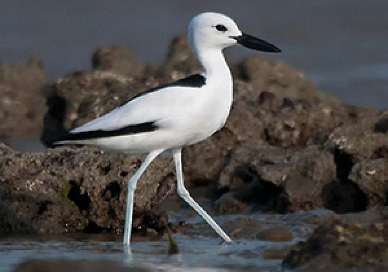 14-Day Gujarat Birdwatching Tour with Nikhil Devasar