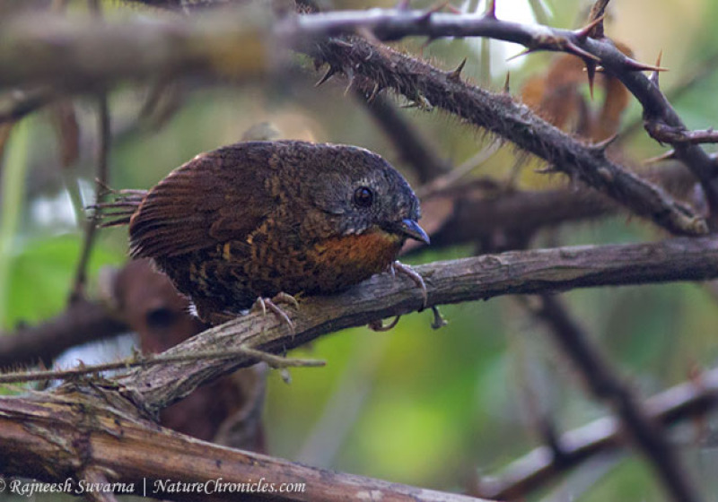 14-Day Bhutan Birdwatching Tour with Nikhil Devasar