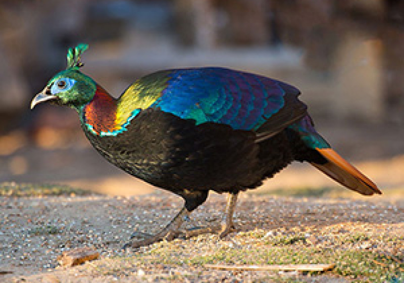 12-Day Paro-to-Paro Bhutan Birding with Nikhil Devasar