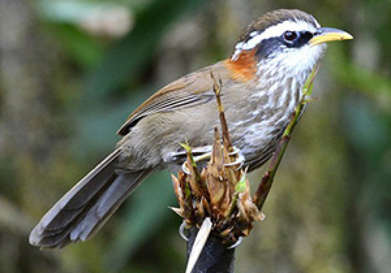 15-Day Eaglenest Birding Expedition with Nikhil Devasar