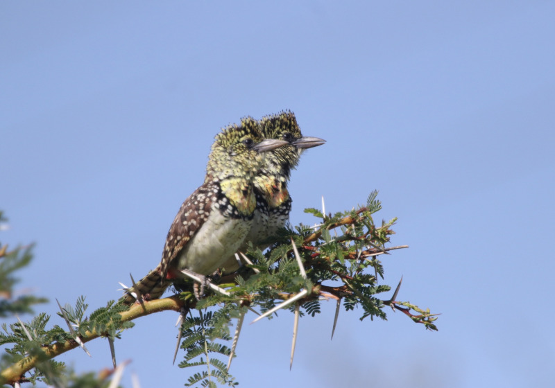 12-Day Kenya Birding Safari