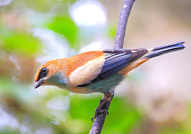 Sao Francisco de Paula Atlantic Forest Birdwatching with Roberto Botelho