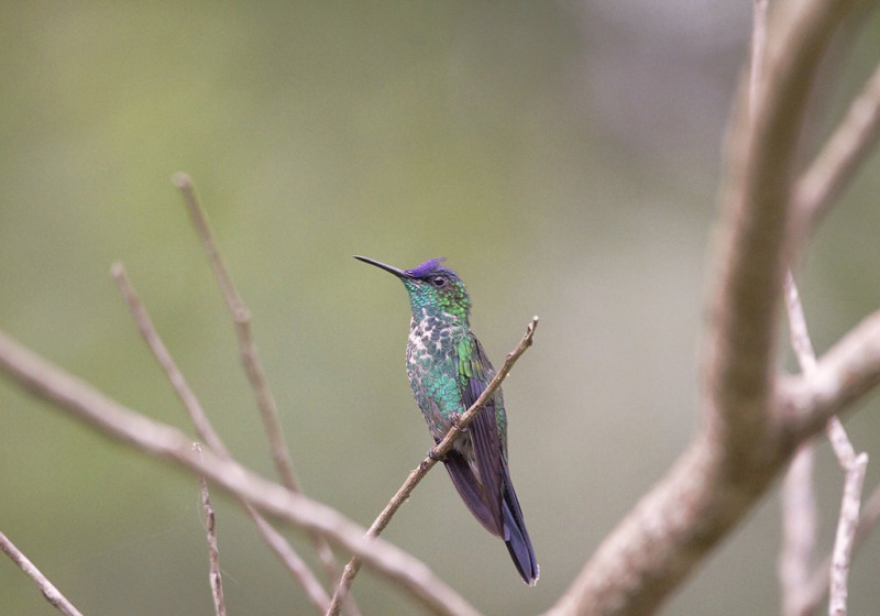 Itati and Tres Forquilhas Atlantic Forest Birdwatching with Roberto Botelho
