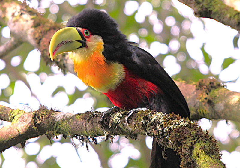 Osorio and Maquine Birdwatching Route with Roberto Botelho