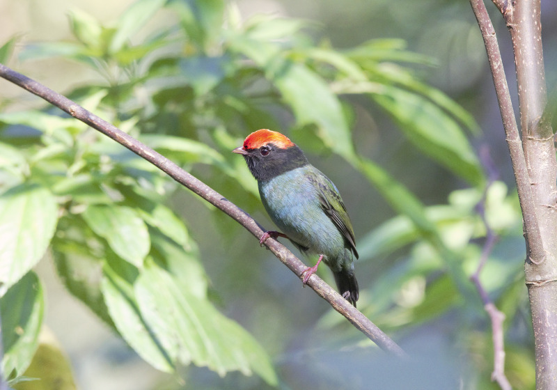 Lagoa do Peixe Birdwatching with Roberto Botelho