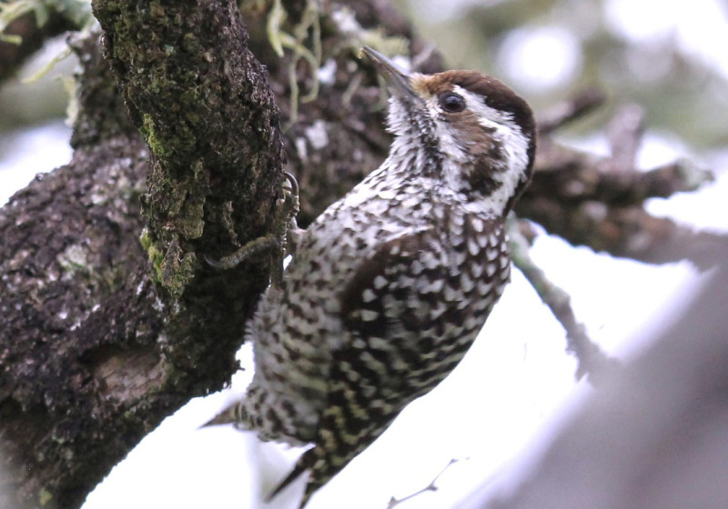 Parque do Espinilho Birdwatching with Roberto Botelho