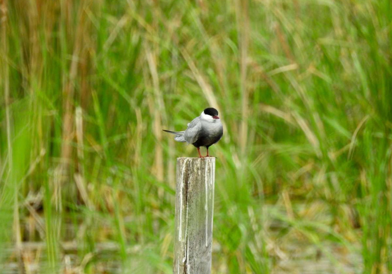 Private Eastern Spain Multi-Day Birding Holiday