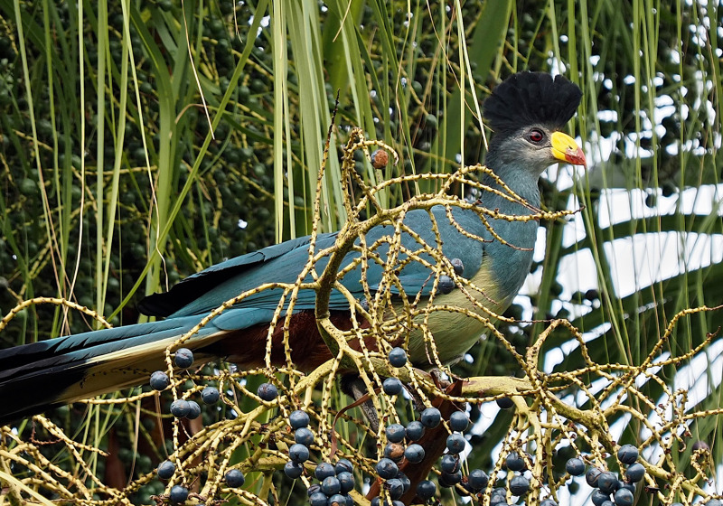 2-Day Entebbe Botanical Gardens and Mabira Forest Birding