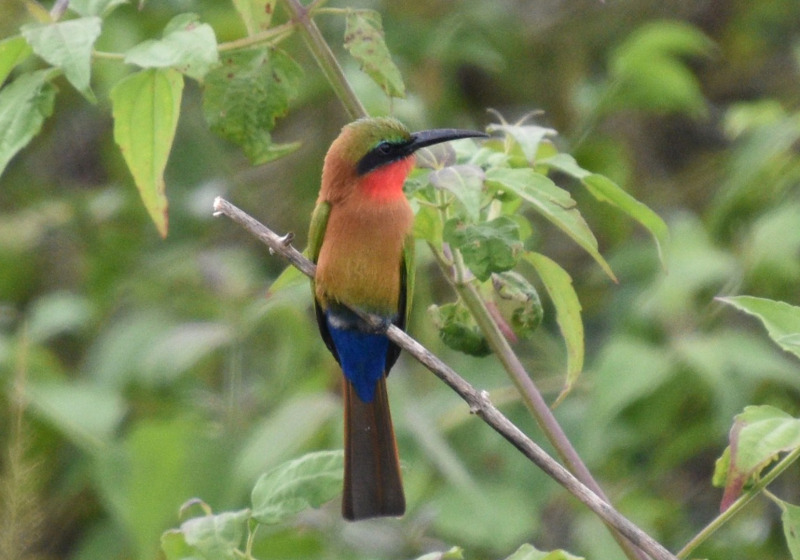 16-Day Uganda Mixed Ecosystems Popular Birding Safari