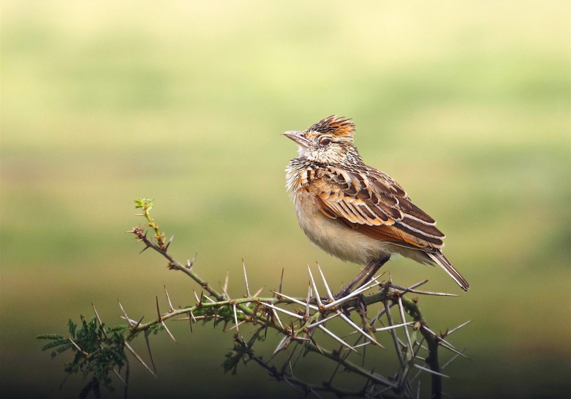 6-Day Kidepo and Murchison Semi-Arid Savanna Birding