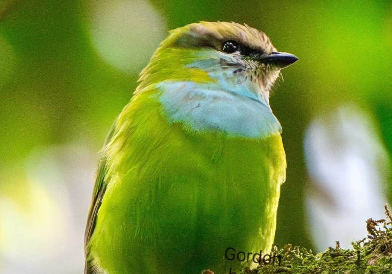 Ultimate 26-Day Tailor-Made Uganda Birding Safari