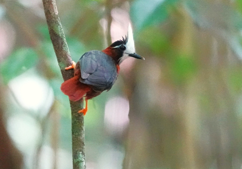 15-Day Birds of French Guiana with Hugo Foxonet