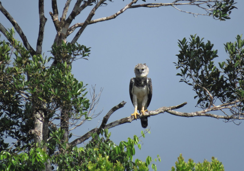 13-Day Guyana and Guiana Shield Birding with Nature Experience